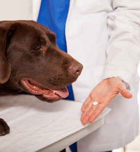 Preventative Care veterinary services in chandler, AZ